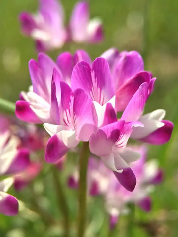 Flower Seeds, Seeds,Seeds For Planting,Plant Seeds
