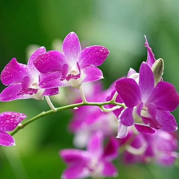 Dendrobium Flower Seeds for Planting – Heirloom, Non-GMO, High Germination Organic Garden Seeds