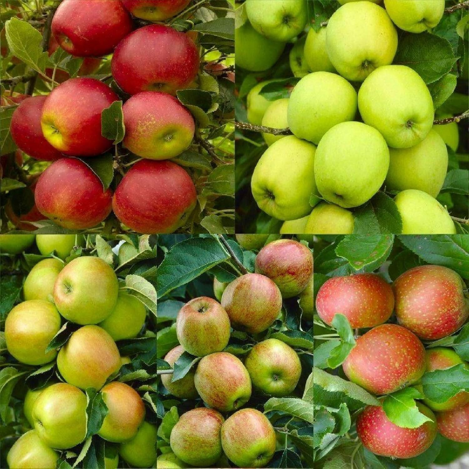 Mixed Apple Fruit Seeds for Planting – Heirloom, Non-GMO Diverse Crisp ...