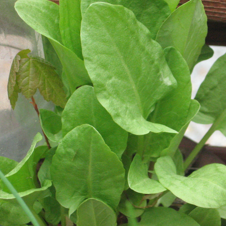 French Sorrel Herb Seeds – Heirloom, Non-GMO Seeds for Home Gardening Favorite Planting