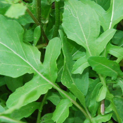 Green Rocket Salad Herb Seeds for Planting – Heirloom, Non-GMO, Organic Garden Seeds with High Germination