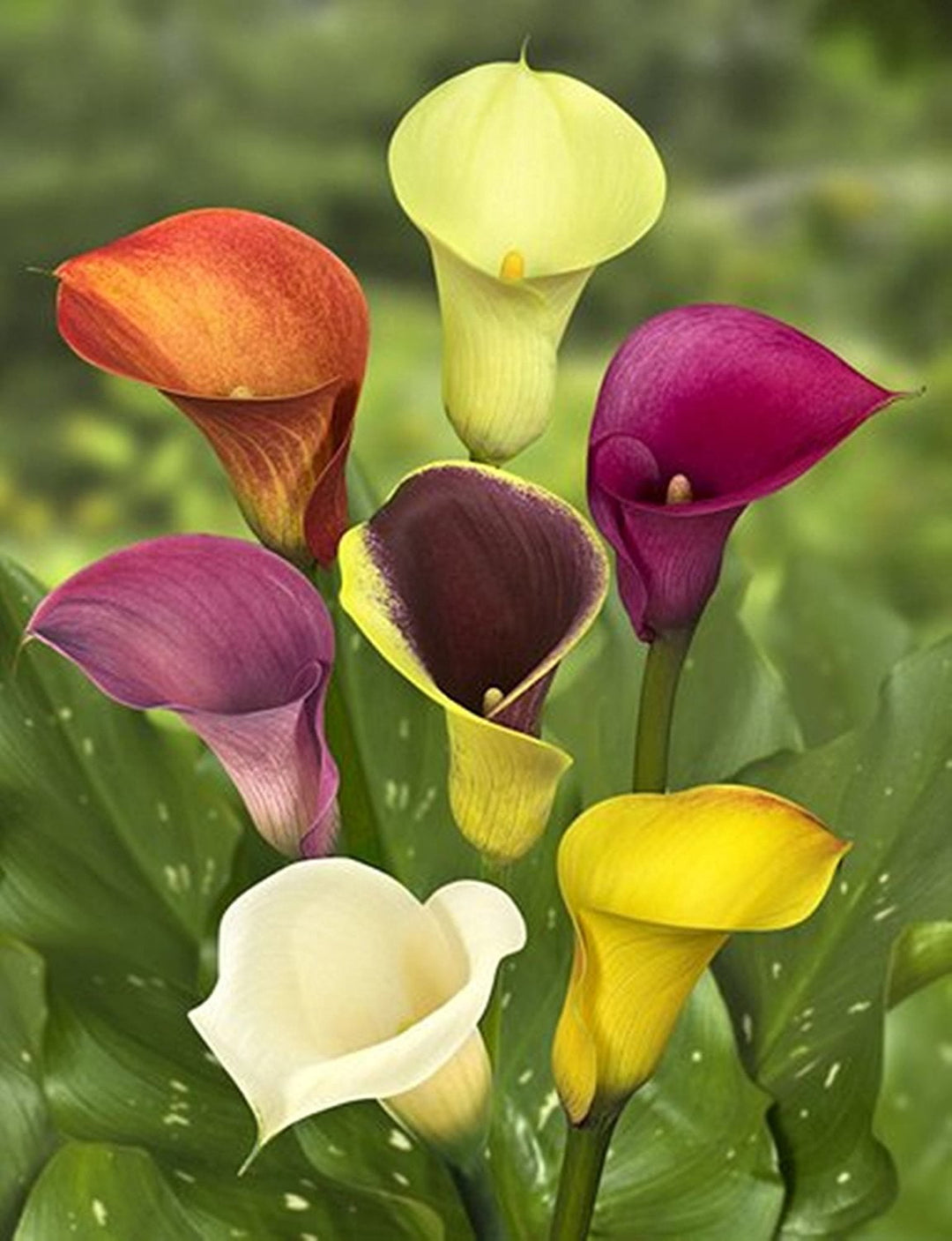 Mixed Calla Flower Seeds for Planting – Heirloom, Non-GMO, Organic Garden Seeds, High Germination