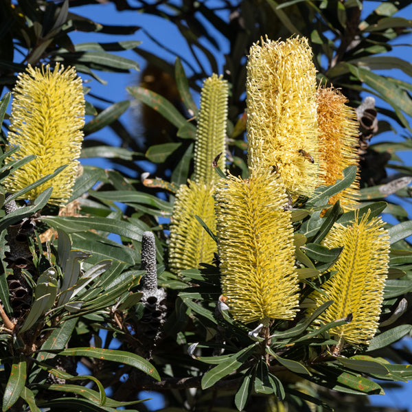Yellow Banksia Flower Seeds for Planting – Heirloom Non-GMO, High Germination Organic Garden Seeds