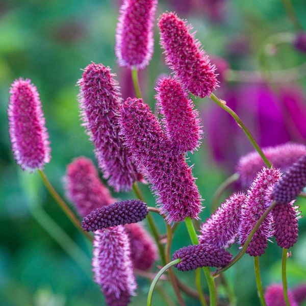 Menzies Burnet Flower Seeds for Planting – Heirloom, Non-GMO, High Germination Organic Garden Seeds