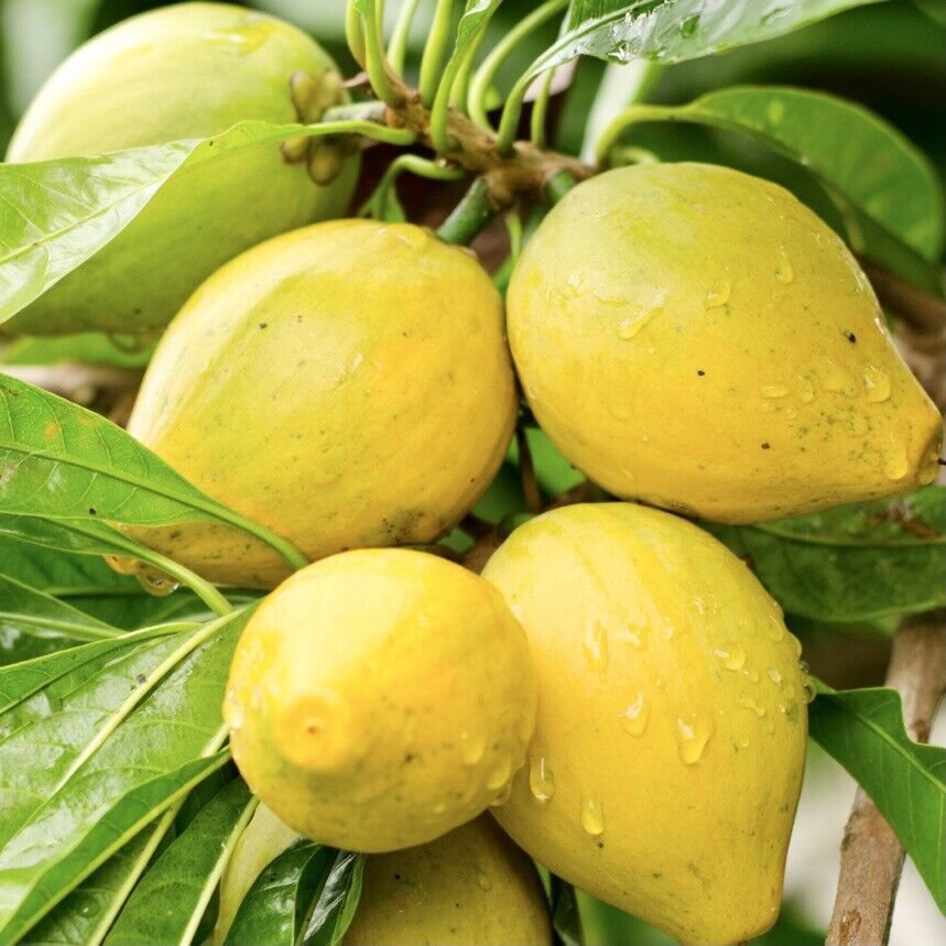 Campechiana Fruit Seeds for Planting – Heirloom, Non-GMO Rare Delicious Tropical Garden Fruit Seeds