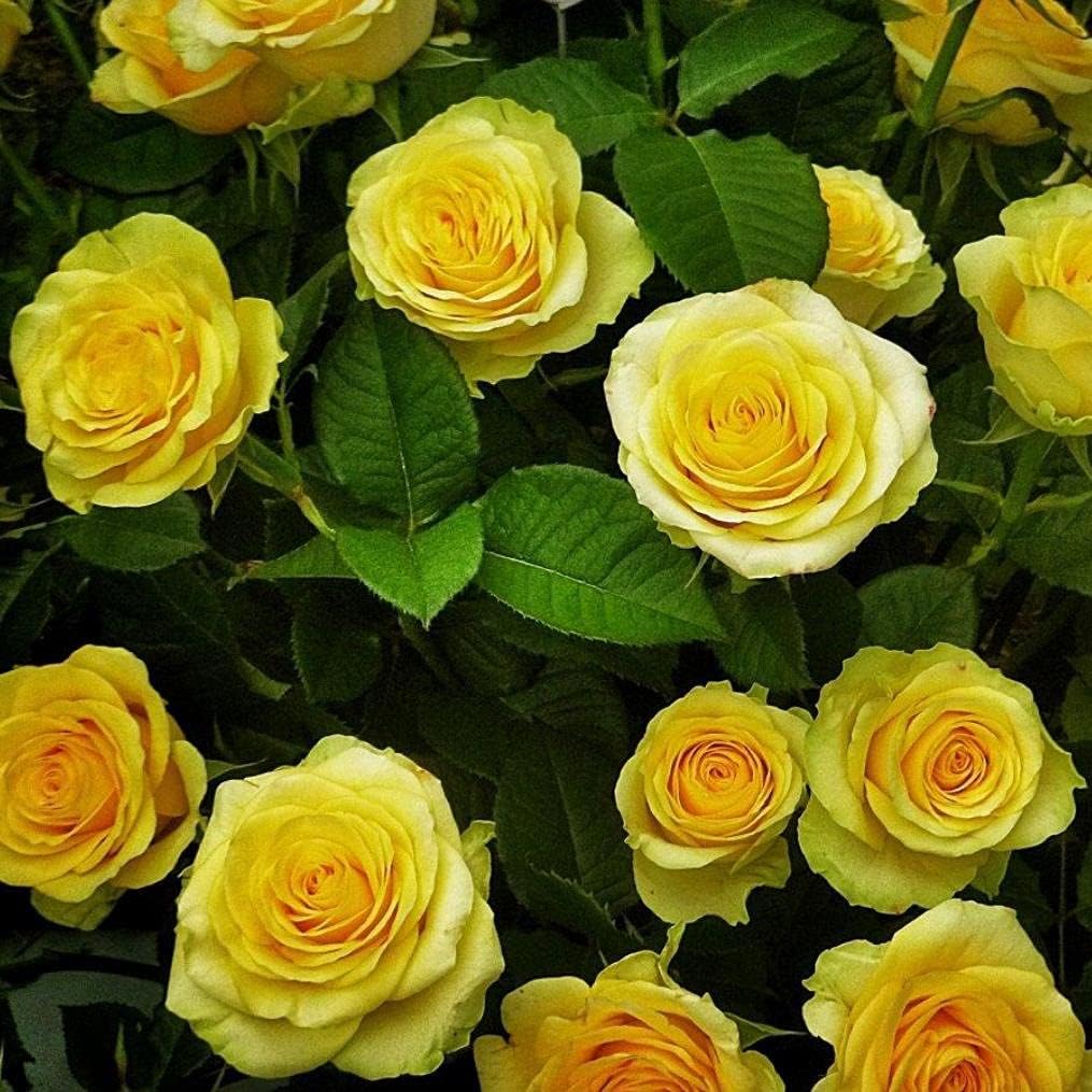 Flower Seeds, Seeds,Seeds For Planting,Plant Seeds