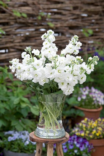 White Matthiola Incana Flower Seeds for Planting – Heirloom, Non-GMO, Long Bloom Season, High Germination