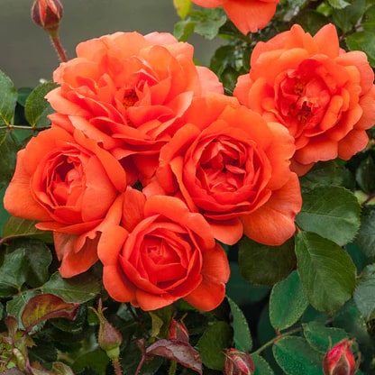Dark Orange Climbing Rose Seeds Flower Seeds for Planting – Heirloom, Non-GMO, Hardy Home Garden Variety