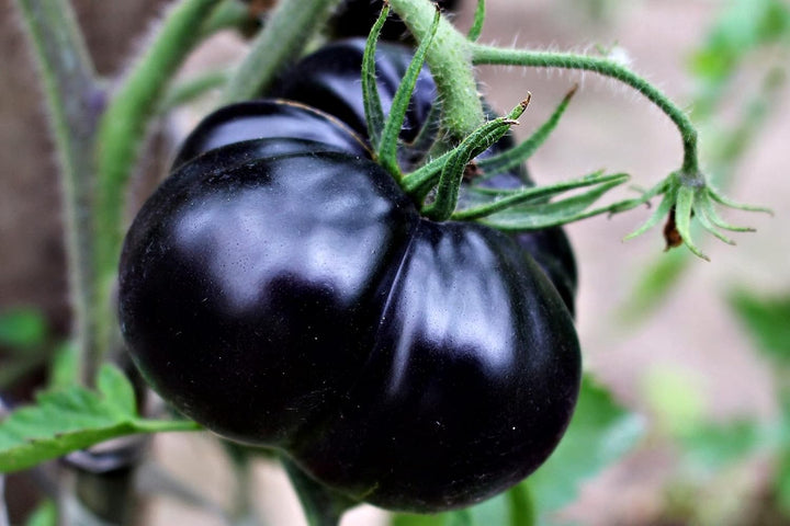 Truffle Black Tomato Seeds for Planting – Heirloom, Non-GMO, Rare Vegetable Garden Seeds – High Germination