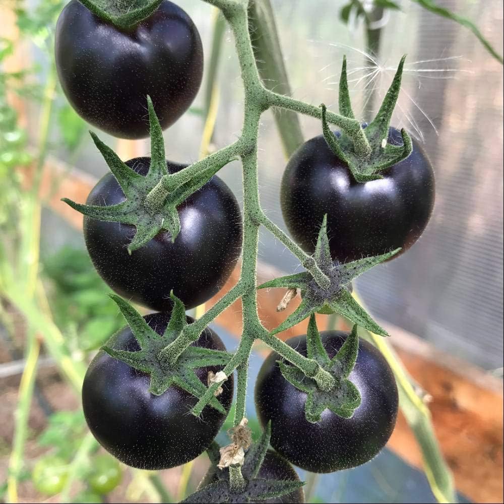 Black Cherry Tomato Seeds for Planting – Heirloom Non-GMO Sweet Vegetable Seeds with High Germination for Organic Gardens