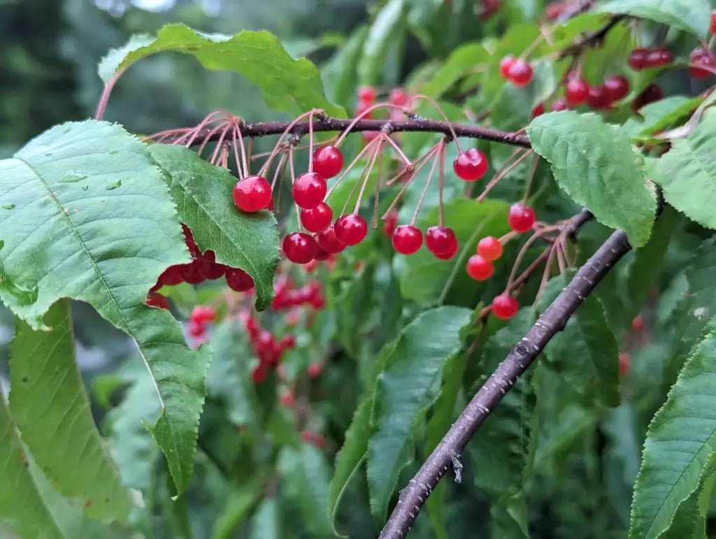 Pin Cherry Prunus Pensylvanica Fruit Seeds for Planting – Heirloom, Non-GMO, Juicy Red Cherry Seeds, High Germination