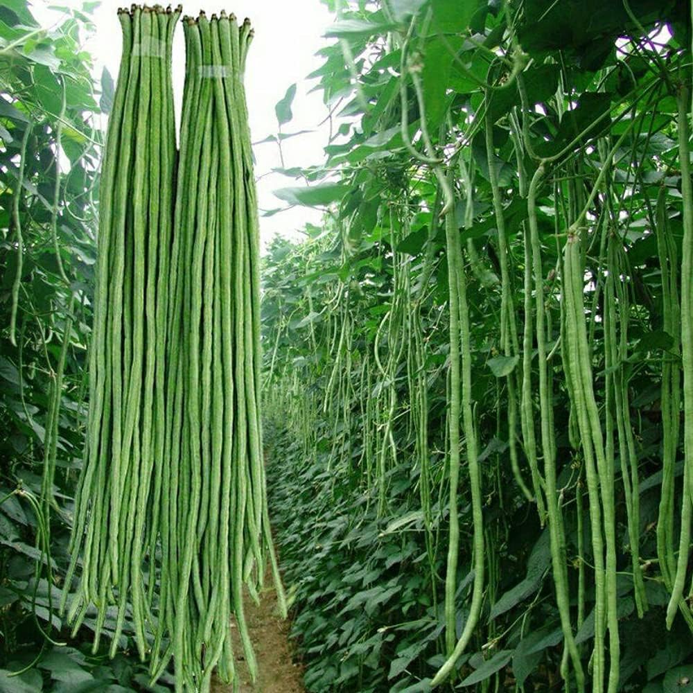 Asian Yard Long Bean Seeds for Planting – Heirloom & Non-GMO Vegetable Seeds for Traditional Cuisine