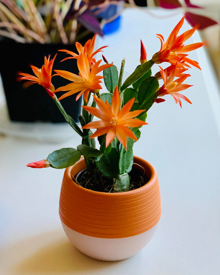 Orange Schlumbergera Flower Seeds for Planting – Heirloom, Non-GMO, High Germination Organic Garden Seeds