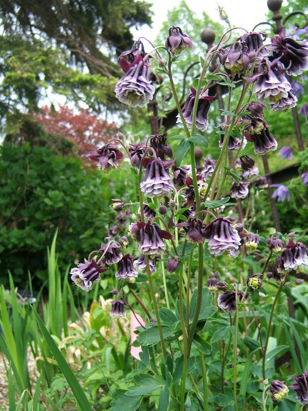 Flower Seeds, Seeds,Seeds For Planting,Plant Seeds