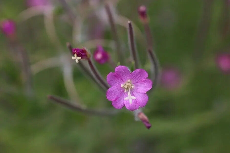 Epilobium Parviflorum Flower Seeds for Planting – Heirloom Non-GMO, High Germination Organic Garden Seeds