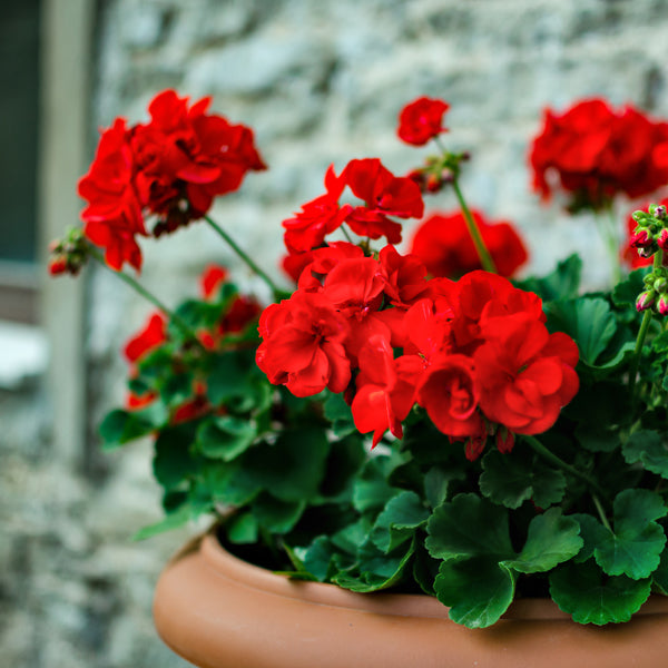 Rose Geranium Pelargonium Flower Seeds for Planting – Heirloom, Non-GMO, High Germination Cottage Garden Seeds