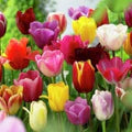 Multi-Colour Tulip Flower Seeds for Planting – Heirloom, Non-GMO, High Germination Organic Garden Seeds
