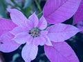 Purple Poinsettia Flower Seeds for Planting | Heirloom Non-GMO Organic Garden Seeds