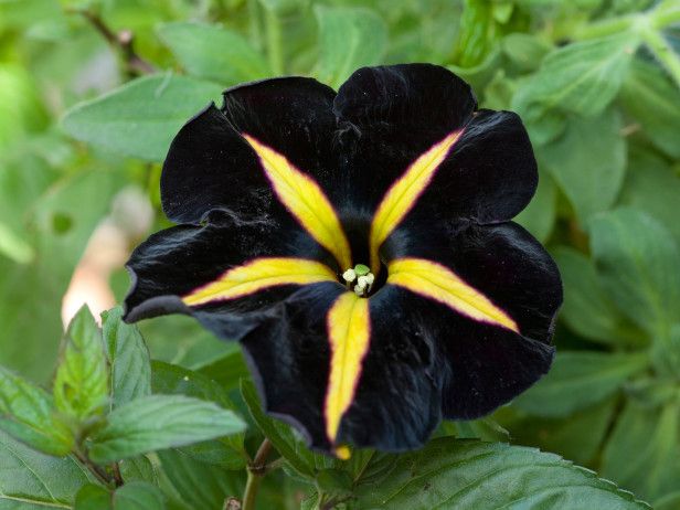 Black Yellow Petunia Flower Seeds for Planting – Heirloom Non-GMO High Germination Organic Garden Seeds