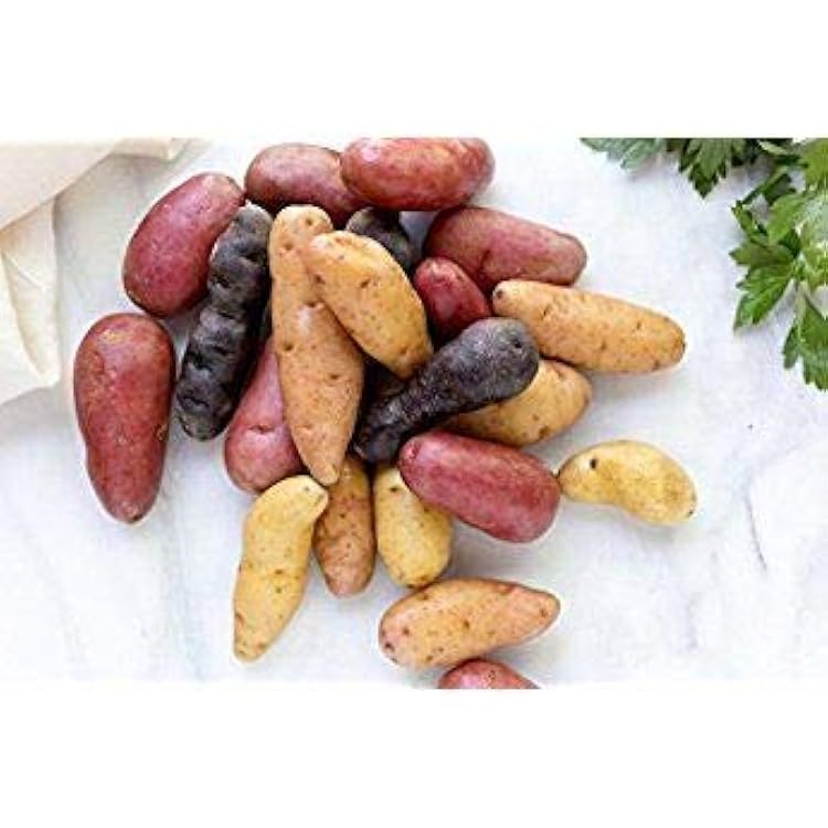 Fingerling Potato Mixed Variety Seeds for Planting – Heirloom, Non-GMO, Gourmet Tuber – High Germination