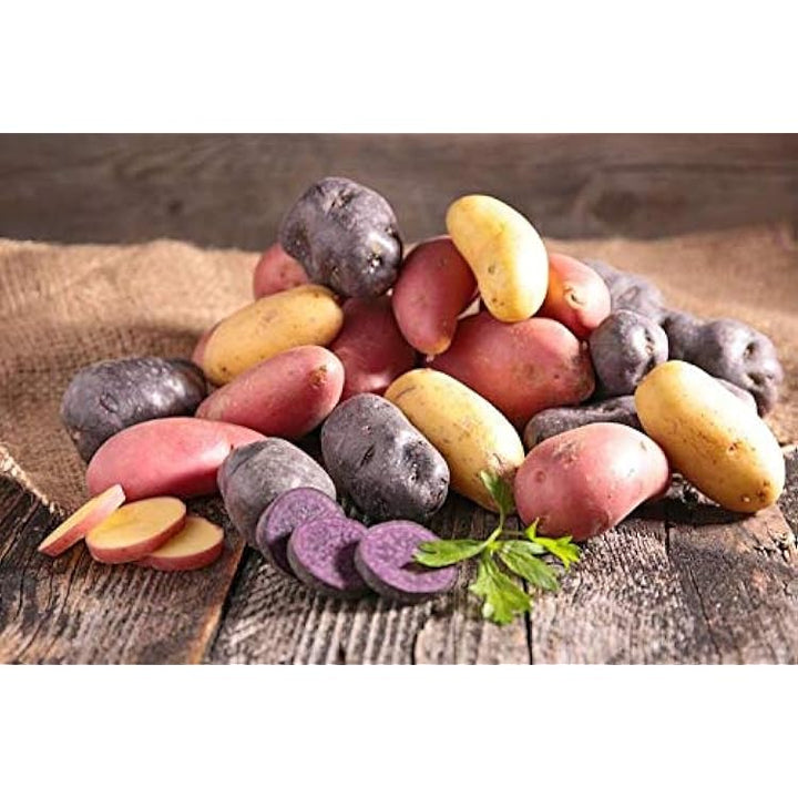 Fingerling Potato Mixed Variety Seeds for Planting – Heirloom, Non-GMO, Gourmet Tuber – High Germination