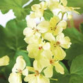 Yellow Geranium Flower Seeds for Planting – Heirloom, Non-GMO Cottage Garden Essential Organic Seeds