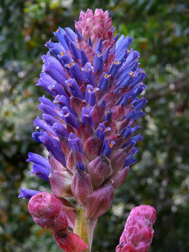 Violet Puya Santosii Seeds for Planting 100 pcs - Heirloom, Non-GMO, High Germination Organic Garden Seeds