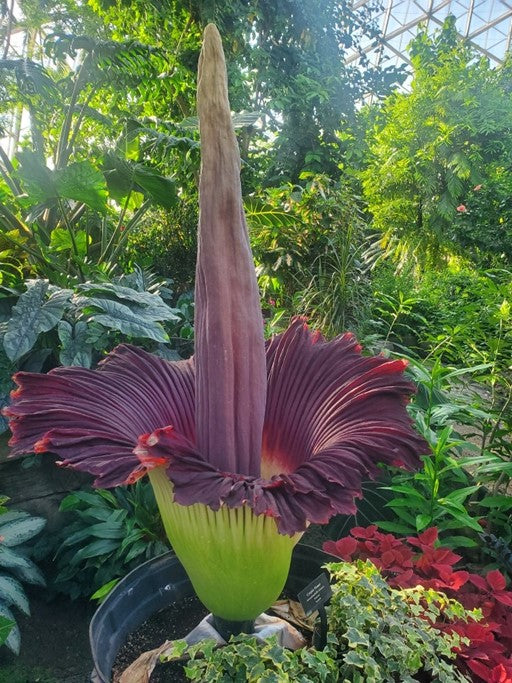 Purple Corpse Titan Arum Flower Seeds for Planting – Heirloom, Non-GMO, High Germination Seeds