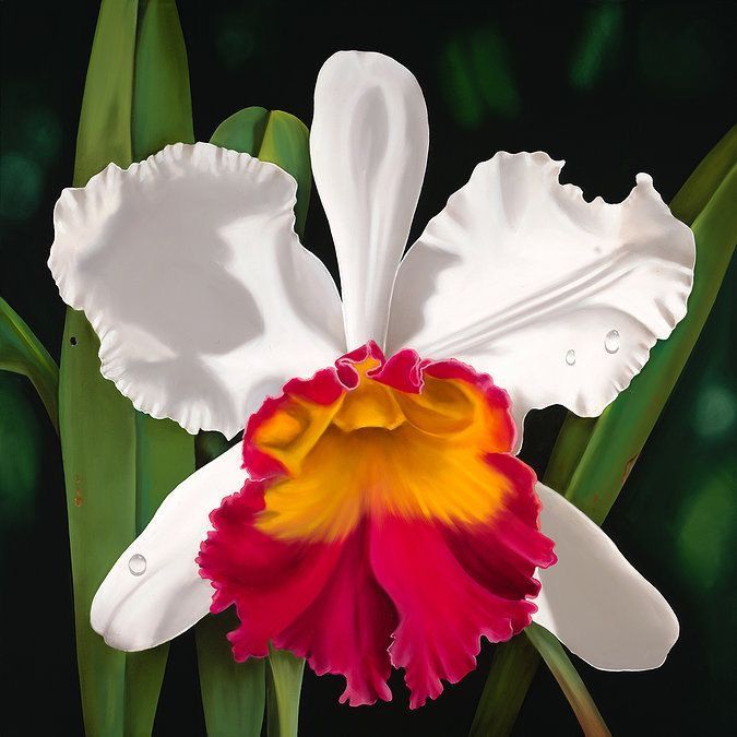 White Red Cattleya Flower Seeds for Planting – Heirloom Non-GMO High Germination Organic Garden Seeds