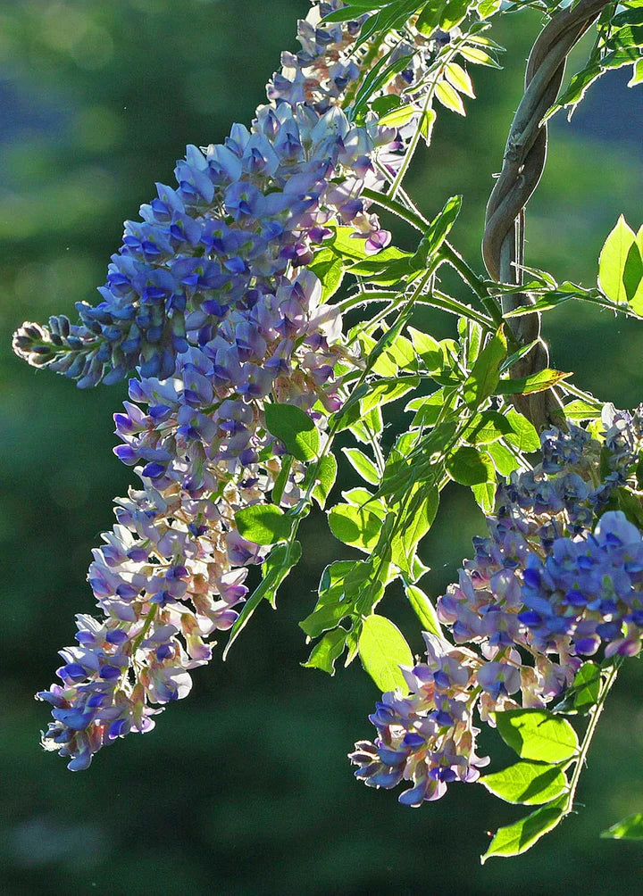 Violet Wisteria Flower Seeds for Planting – Hardy Heirloom, Non-GMO, High Germination Garden Seeds