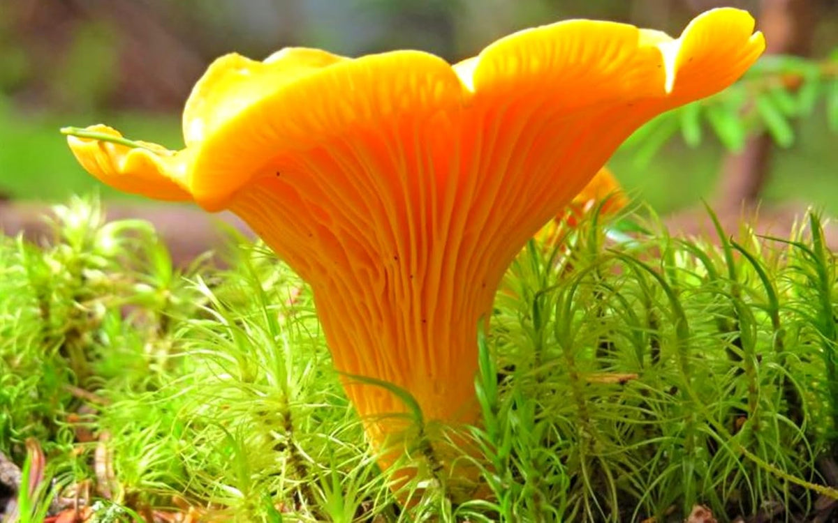 Girolle Mushroom Vegetable Seeds for Planting – Heirloom & Non-GMO Garden Seeds