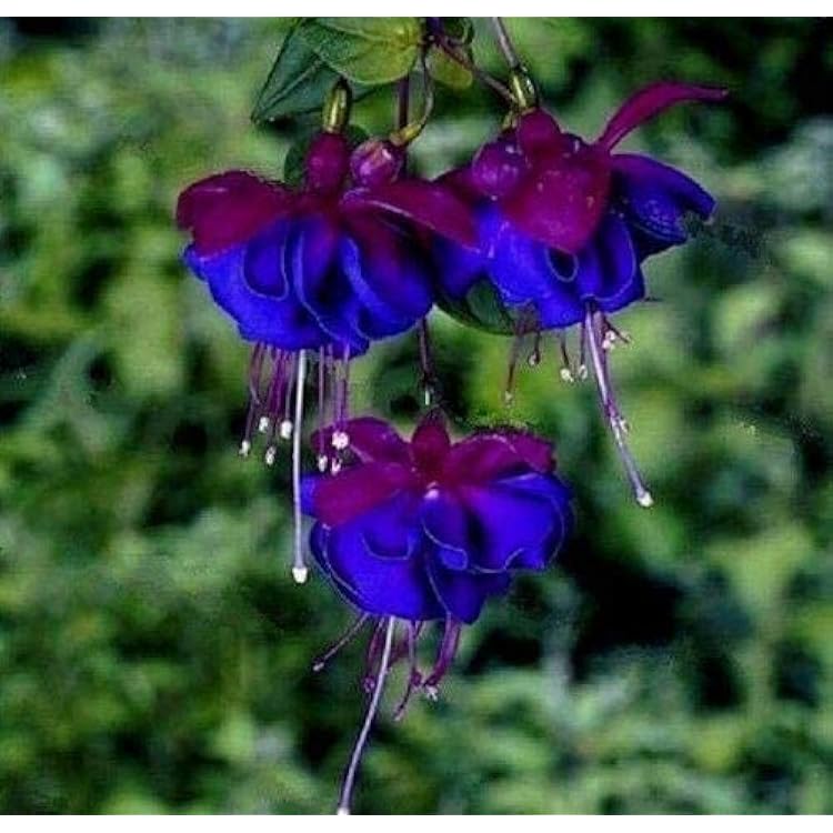 Blue Purple Fuchsia Flower Seeds for Planting – Heirloom, Non-GMO, High Germination Organic Garden Seeds