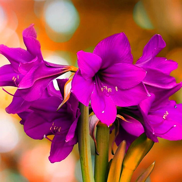 Flower Seeds, Seeds,Seeds For Planting,Plant Seeds