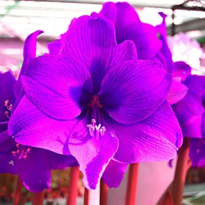 Purple Echte Amaryllis Flower Seeds for Planting | Heirloom Non-GMO Organic Garden Seeds, Low Maintenance, High Germination