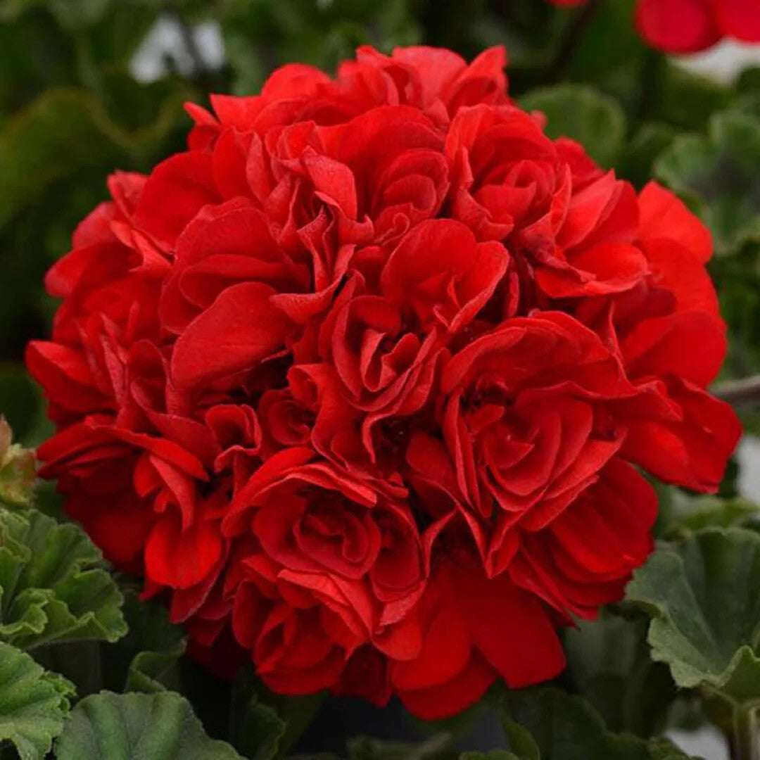 Red Geranium Breakaway Flower Seeds for Planting – Heirloom, Non-GMO, High Germination Organic Garden Seeds
