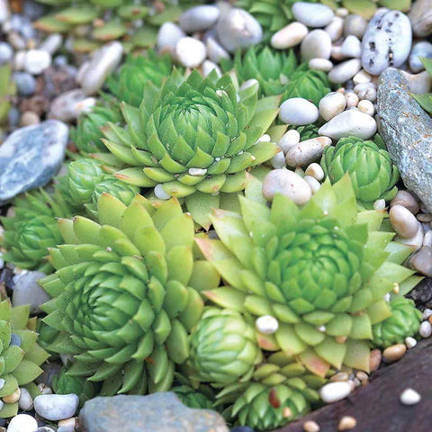 Flower Seeds, Seeds,Seeds For Planting,Plant Seeds