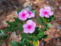 Catharanthus Flower Seeds for Planting – Heirloom, Non-GMO, High Germination Organic Garden Seeds