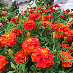 Flower Seeds, Seeds,Seeds For Planting,Plant Seeds