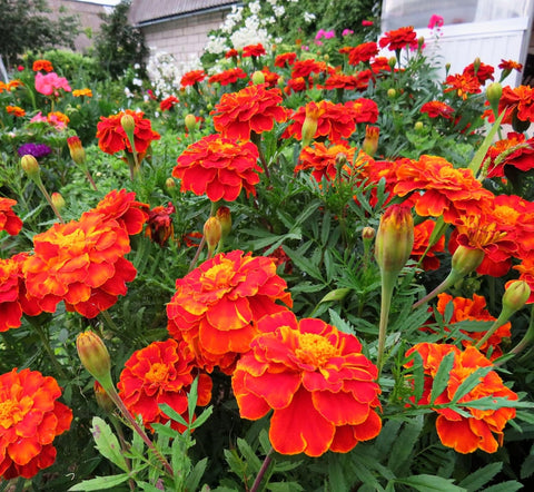 Flower Seeds, Seeds,Seeds For Planting,Plant Seeds