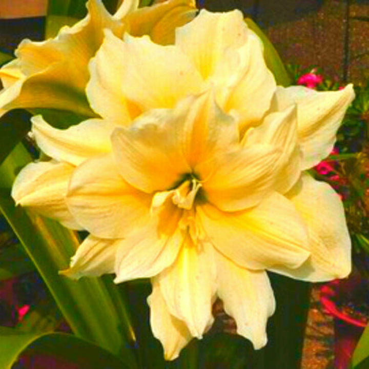 Yellow Amaryllis Flower Seeds – Heirloom, Non-GMO, High Germination Organic Garden Seeds for Planting