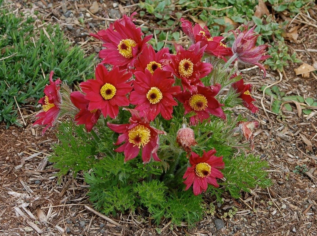 Red Anemone Pulsatilla Flower seeds for Planting – Vibrant Colors, Heirloom, Non-GMO Home Garden