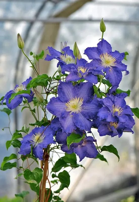 Clematis Flower Seeds for Planting – Compact Growth, Heirloom & Non-GMO Organic Garden Seeds – High Germination for Home Garden