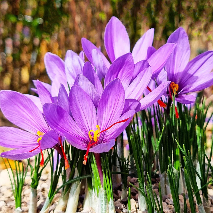 Flower Seeds, Seeds,Seeds For Planting,Plant Seeds