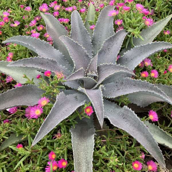 Silver Agave Flower Seeds for Planting – Heirloom Non-GMO, High Germination Organic Garden Seeds