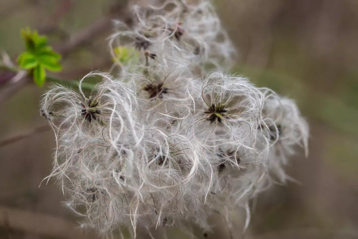 Old Man’s Beard Flower Seeds for Planting – Heirloom Non-GMO Cut Flower, High Germination Organic Garden Seeds