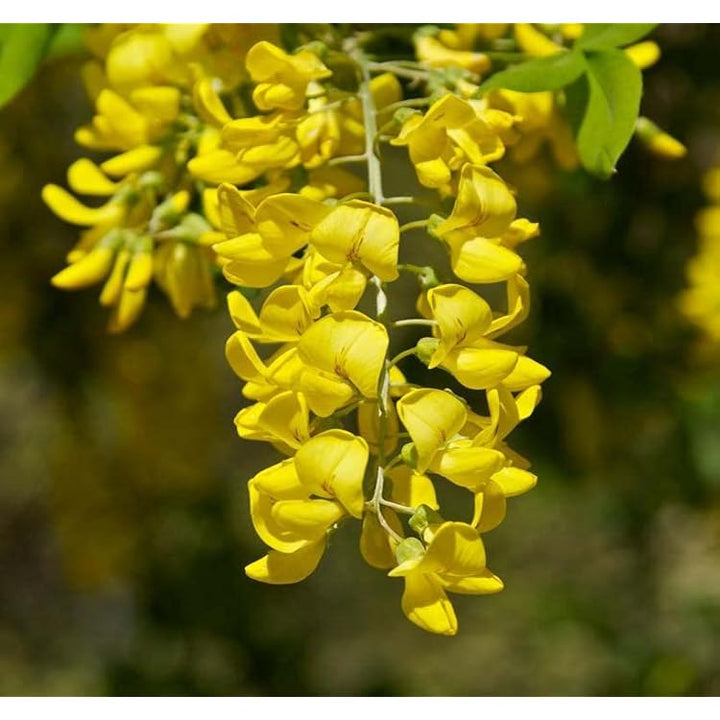 Golden Chain Flower Seeds for Planting – Sun Loving Heirloom Non-GMO Seeds for Home Garden