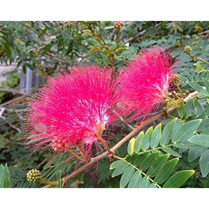 Albizia Flower Seeds for Planting Mixed Colour – Heirloom, Non-GMO, High Germination Organic Garden Seeds