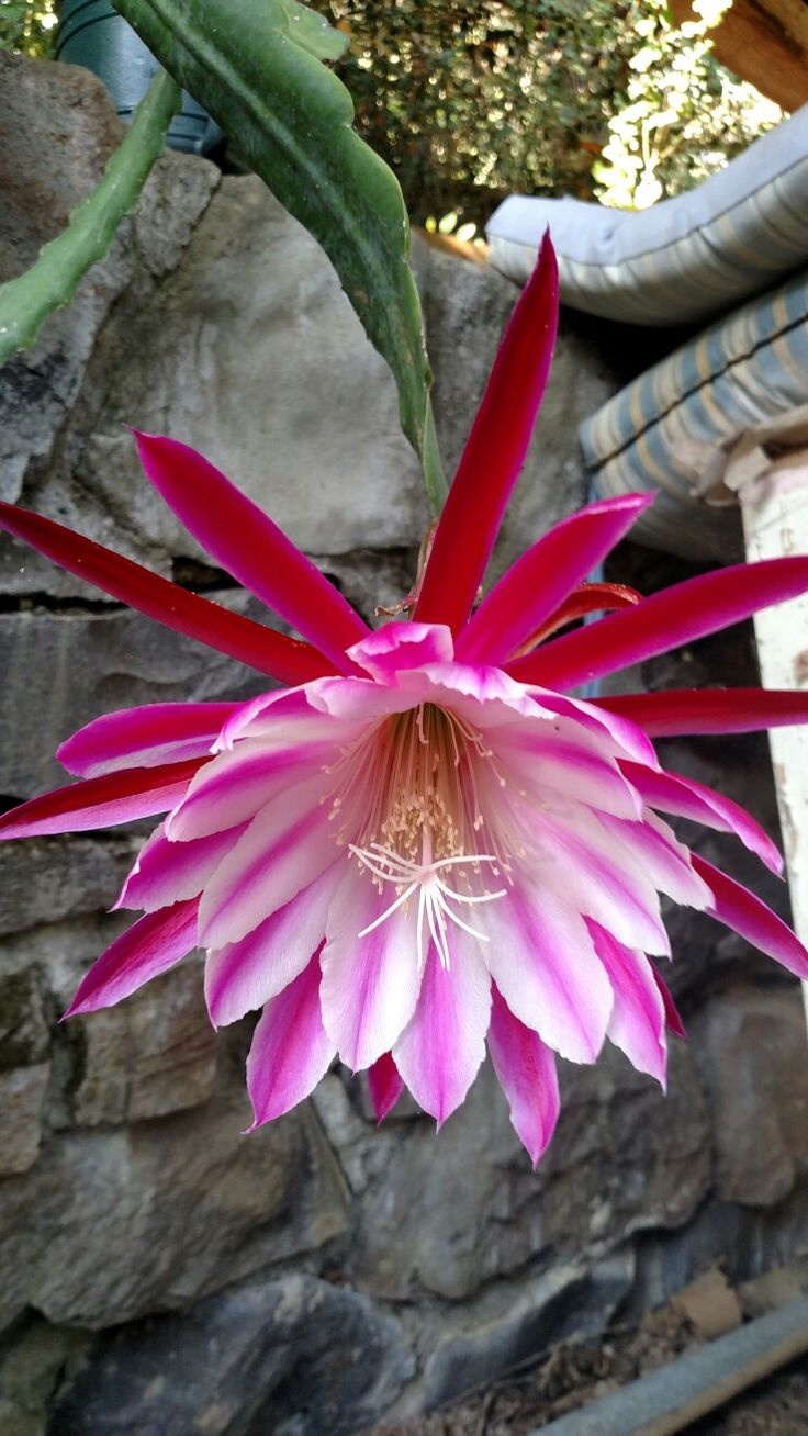 White Violet Epiphyllum Flower Seeds for Planting – Heirloom, Non-GMO, Perfect for Borders Garden