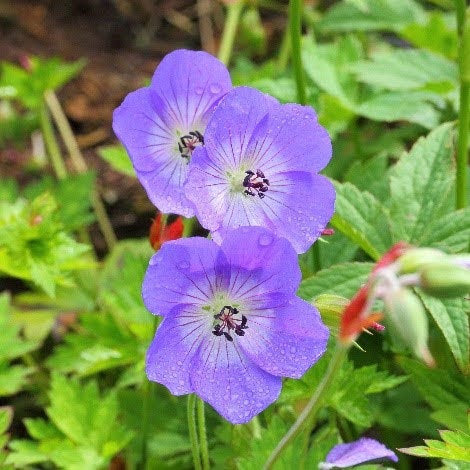 Cranesbill Flower Seeds for Planting | Heirloom Non-GMO High Germination Organic Garden Seeds
