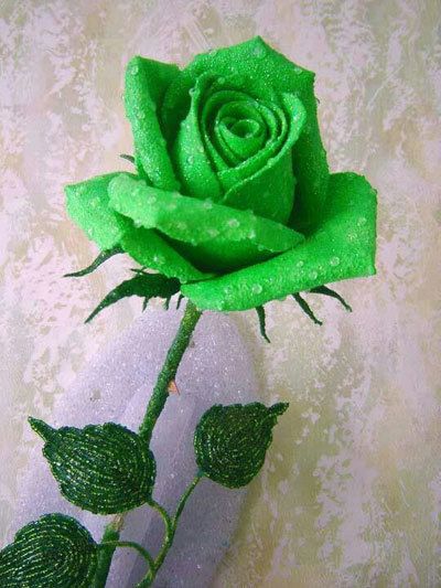 Green Rose Flower Seeds for Planting – Sun Loving, Heirloom, Non-GMO, High Germination Organic Garden Seeds